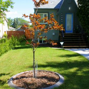 Residential front yard landscaping with tree