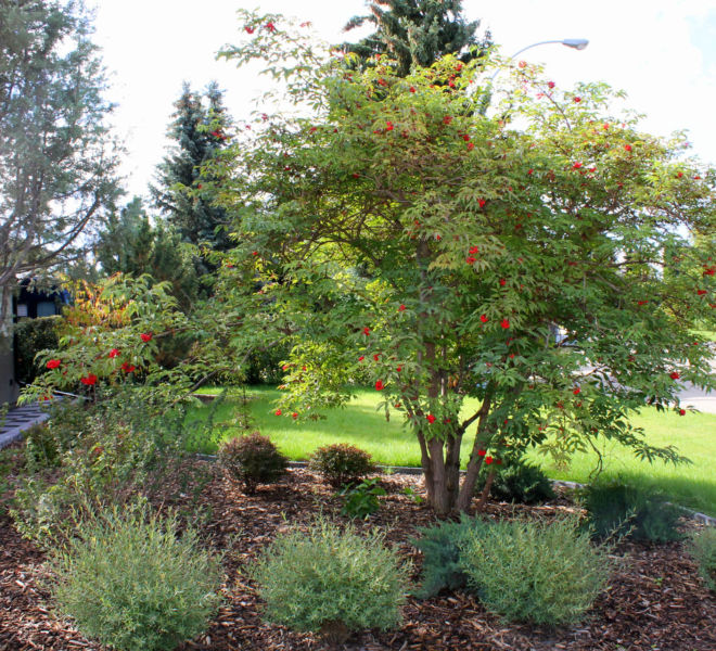 Residential Front yard landscaping